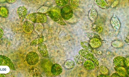 Chlorella: una microalga con múltiples aplicaciones y prometedoras perspectivas futuras