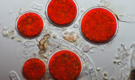 ¿Qué es Haematococcus pluvialis?