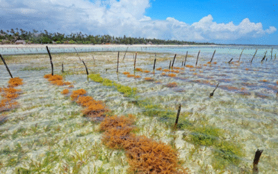 Curso: Cultivo de tejidos de macroalgas marinas (Preventa)