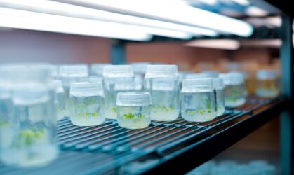 Curso: Cultivo de tejidos de macroalgas marinas