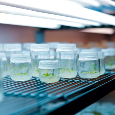 Curso: Cultivo de tejidos de macroalgas marinas