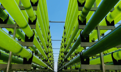 Curso: Biotecnología de Microalgas 2.0 (Preventa)