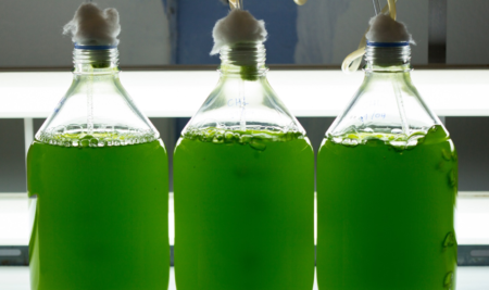 Biorremediación con microalgas: energía verde para limpiar el ambiente