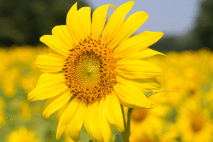 plantas en biorremediación