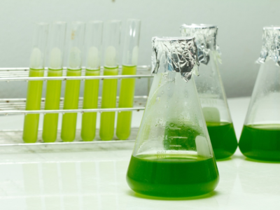 Curso: Biotecnología de Microalgas 2.0 (Preventa)