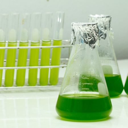 Curso: Biotecnología de Microalgas 2.0 (Preventa)