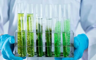 Curso: Identificación de Macroalgas Marinas con Herramientas Moleculares