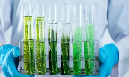 Curso: Identificación de Macroalgas Marinas con Herramientas Moleculares