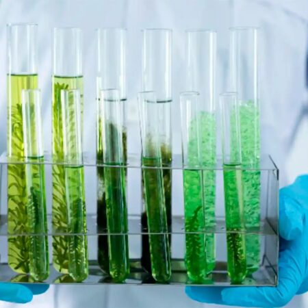 Curso: Identificación de Macroalgas Marinas con Herramientas Moleculares