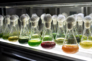 5 microalgas clave en la biotecnología
