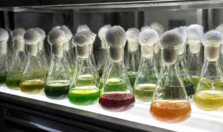 5 microalgas clave en la biotecnología que están transformando la salud y el mundo
