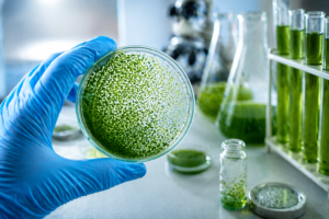 microalgas en la industria sostenible
