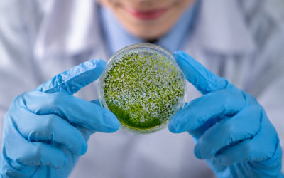 Especialización en Biotecnología en Microalgas