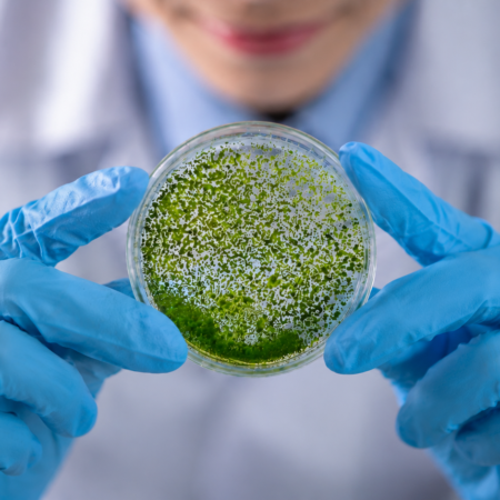 Especialización en Biotecnología en Microalgas