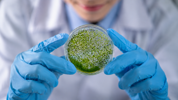 curso de especialización de Biotecnología en microalgas